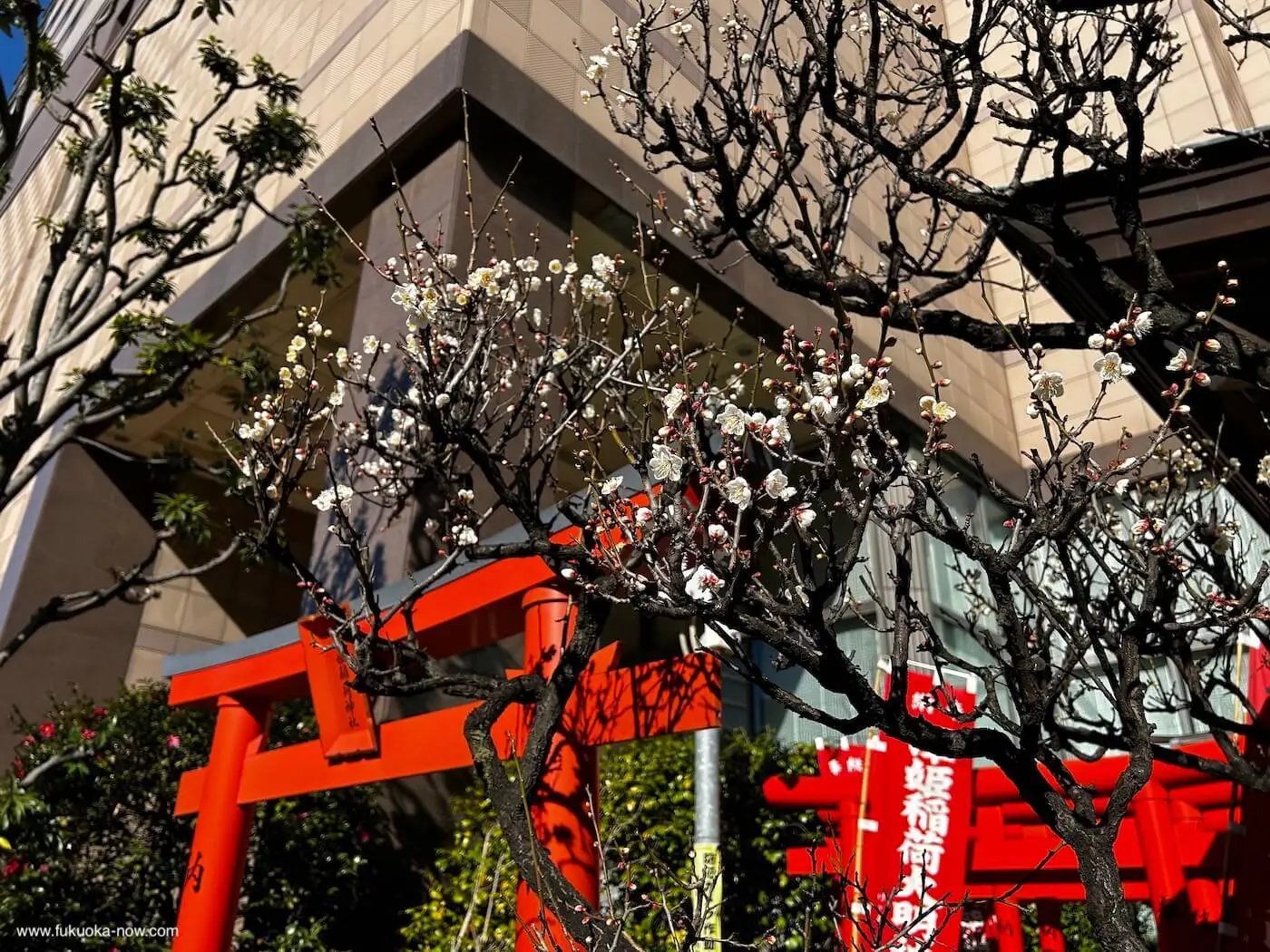 ⛩️ 매안 신사 (우메야스 텐만구) 이미지 5